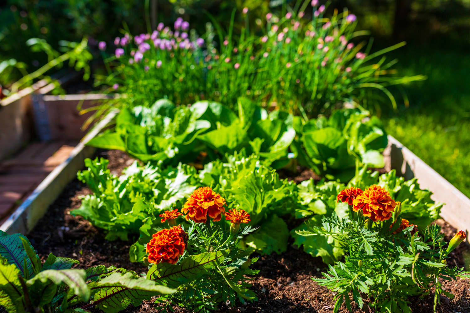 What To Plant In June 19 Vegetables And Flowers To Plant In June